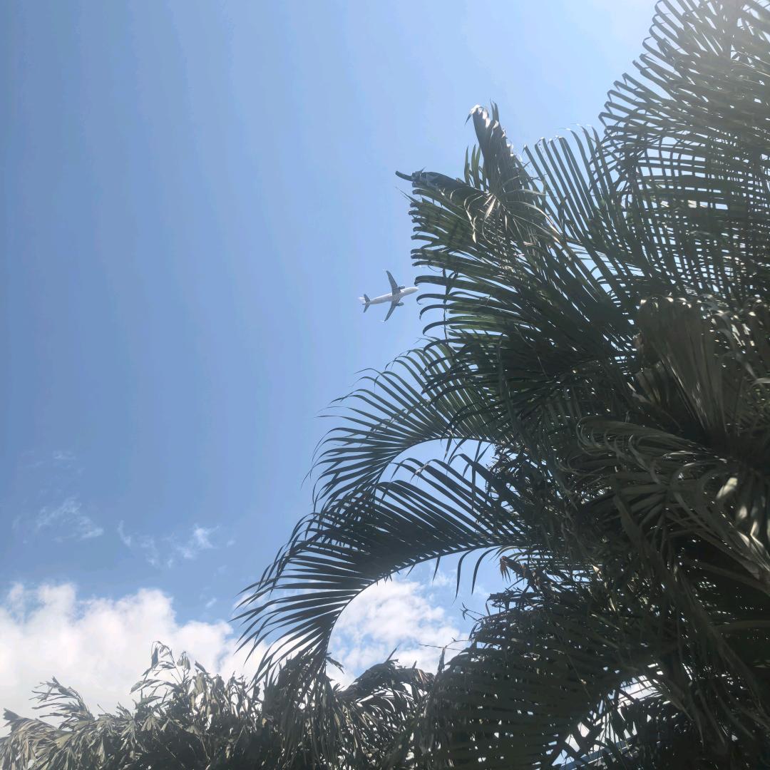 🌴