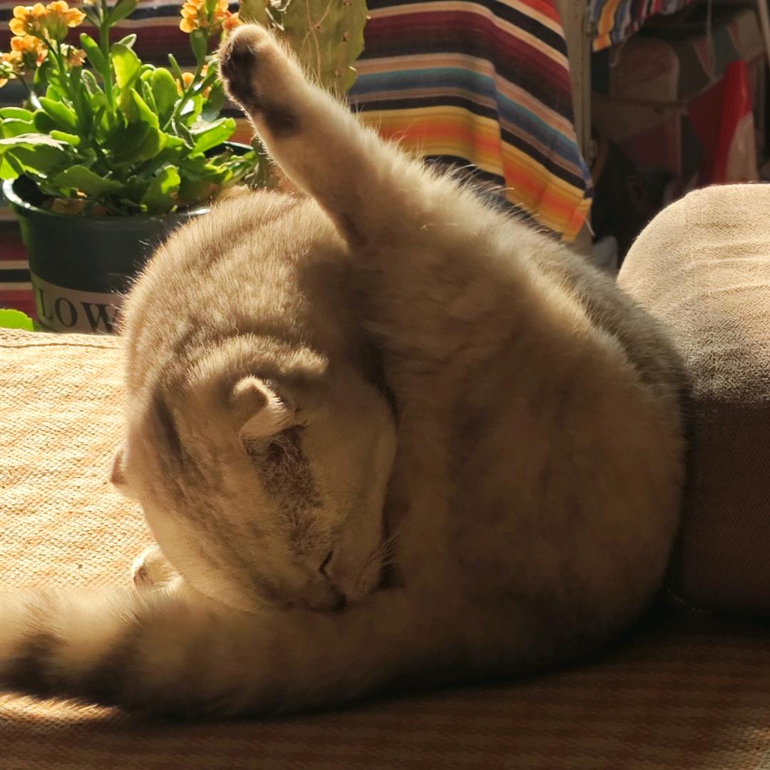 鸡腿大王柳小六