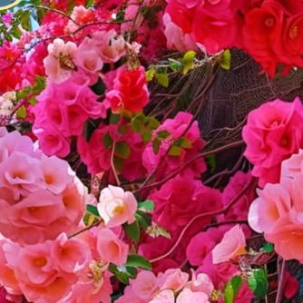 🌸🌸花开富贵。