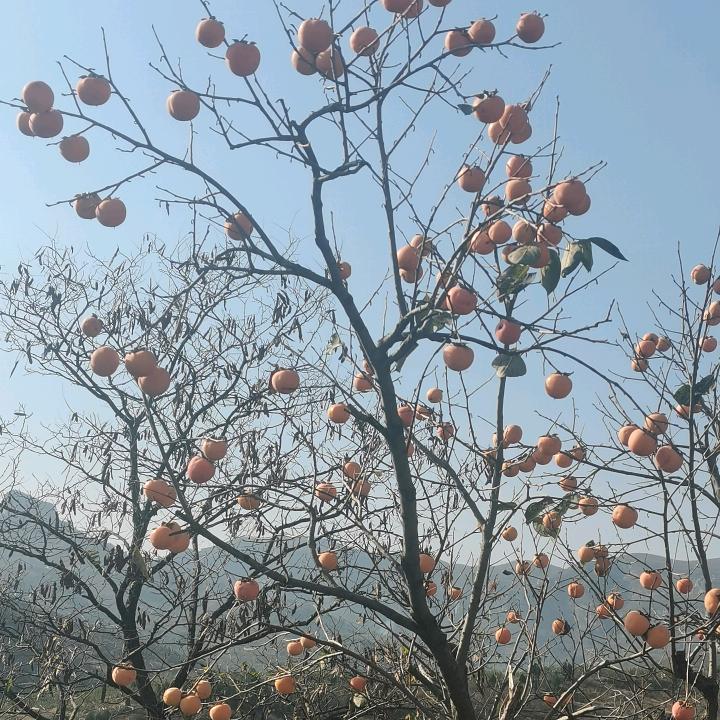 河南姑娘