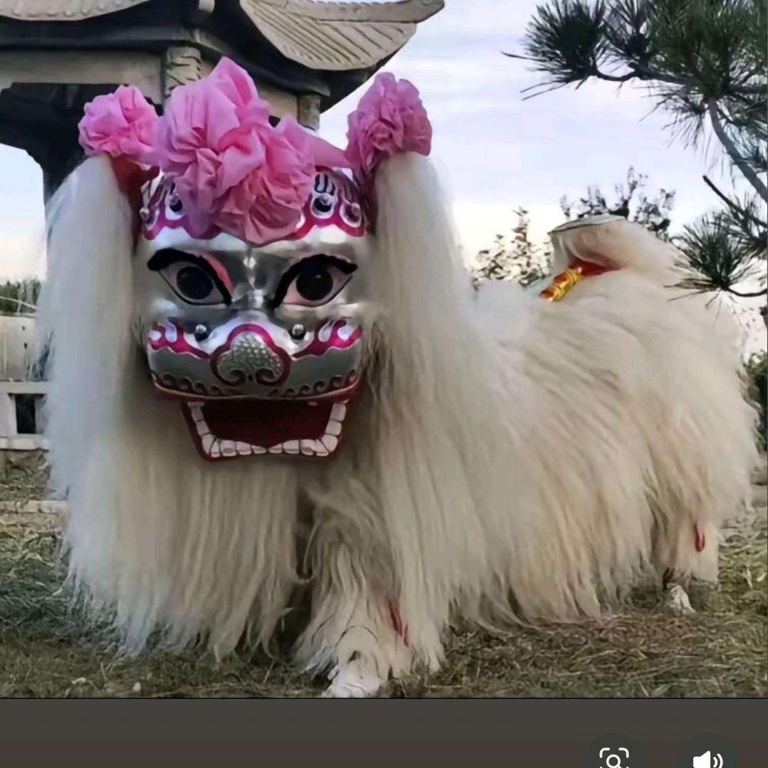 河南小白狮（阿乐）