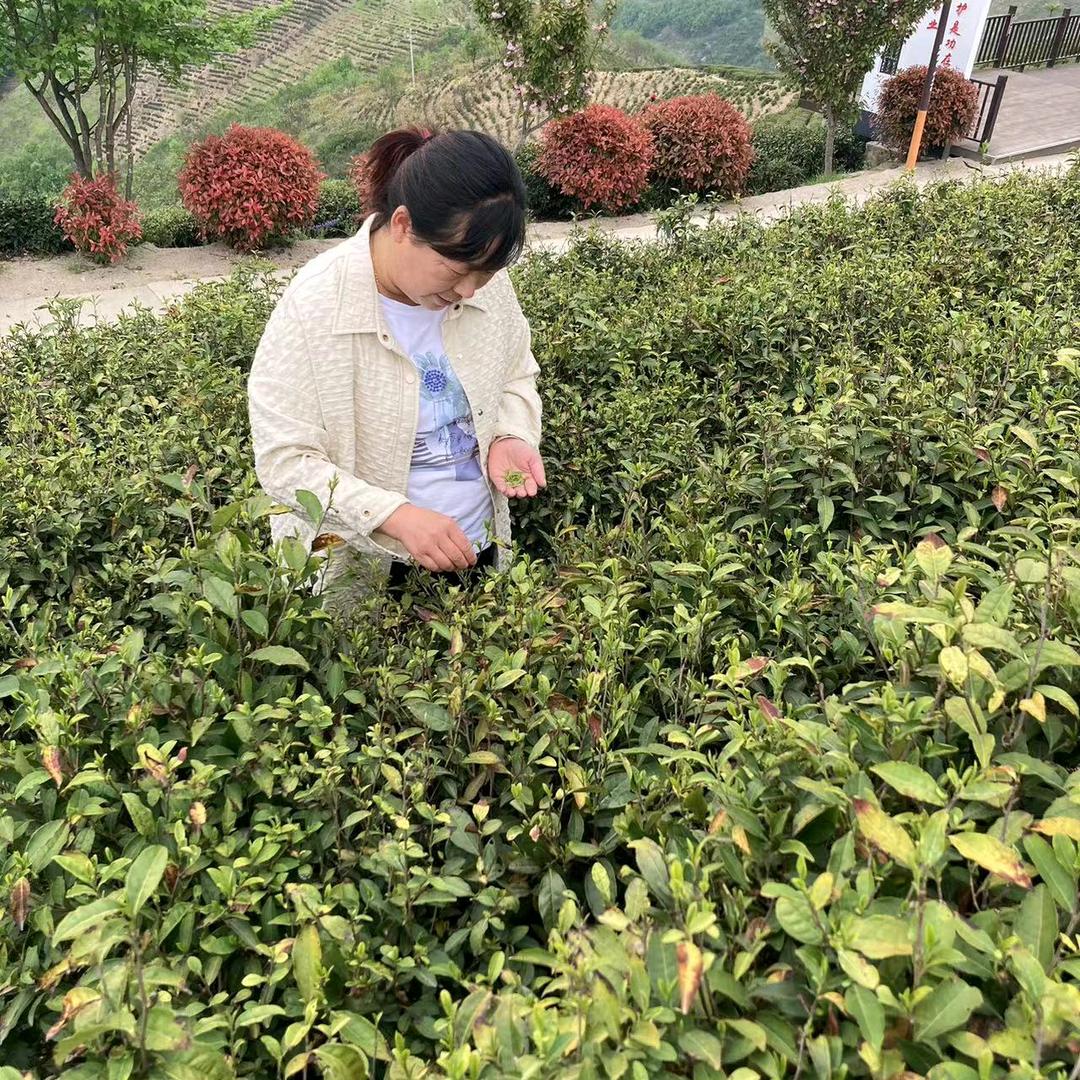 山阳大姐