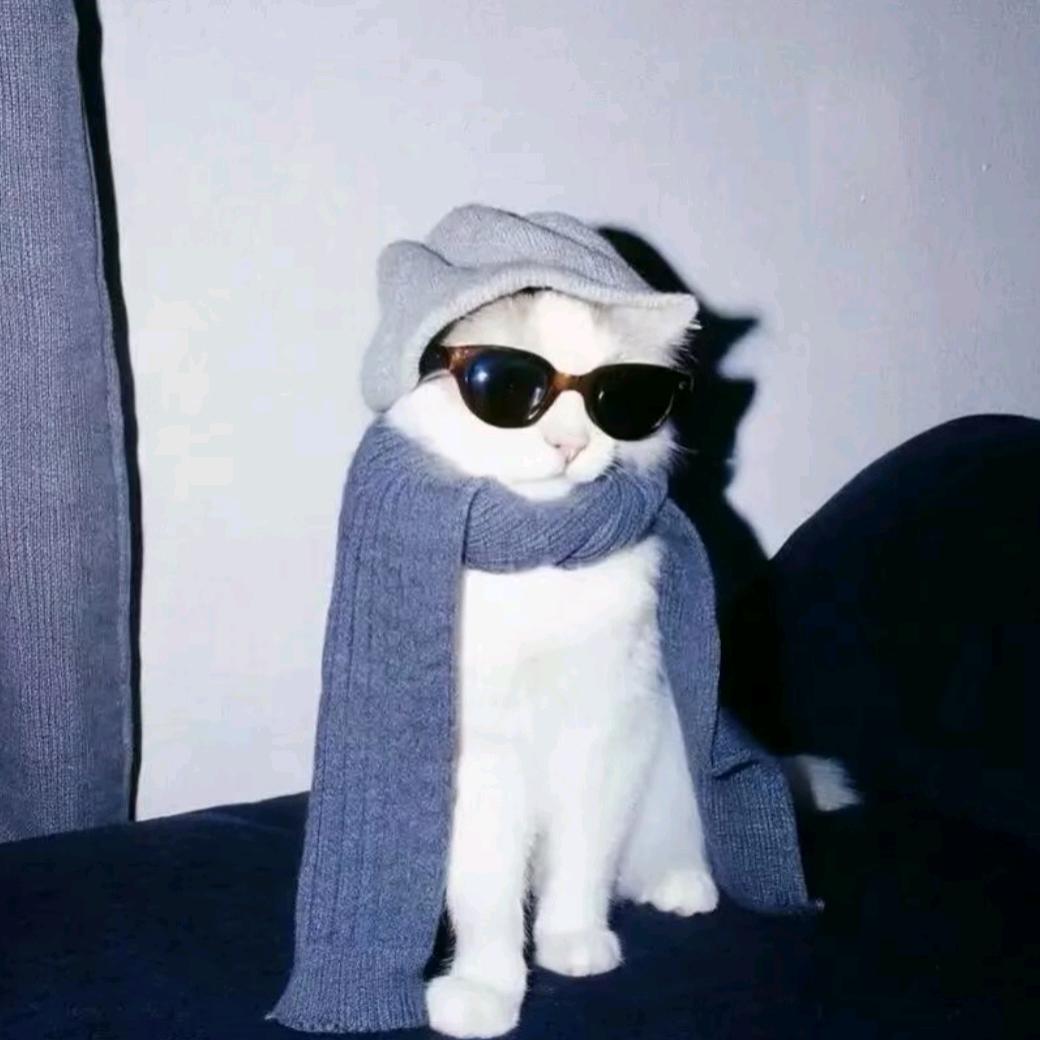 𝙠𝙞𝙩𝙩𝙮.