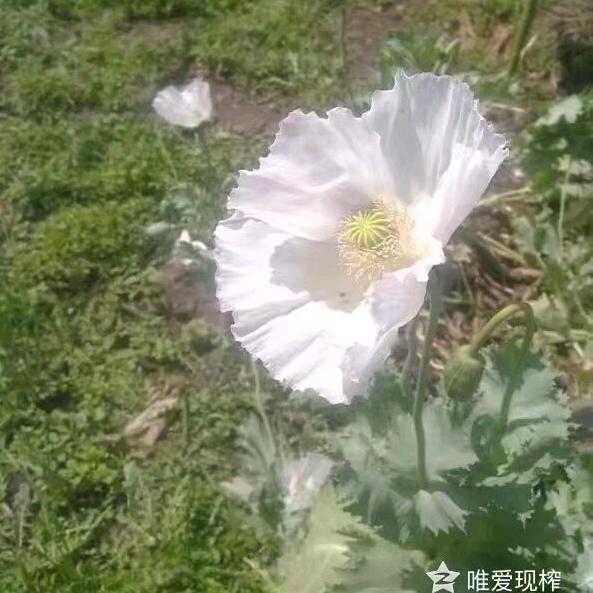 白狐♂