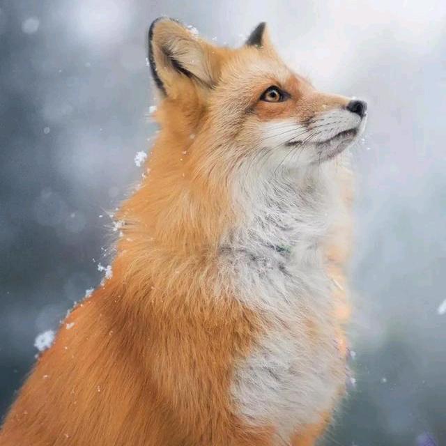 🦊