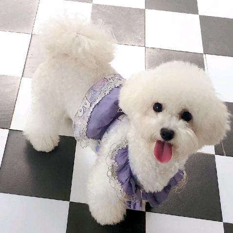 舆卿海棠