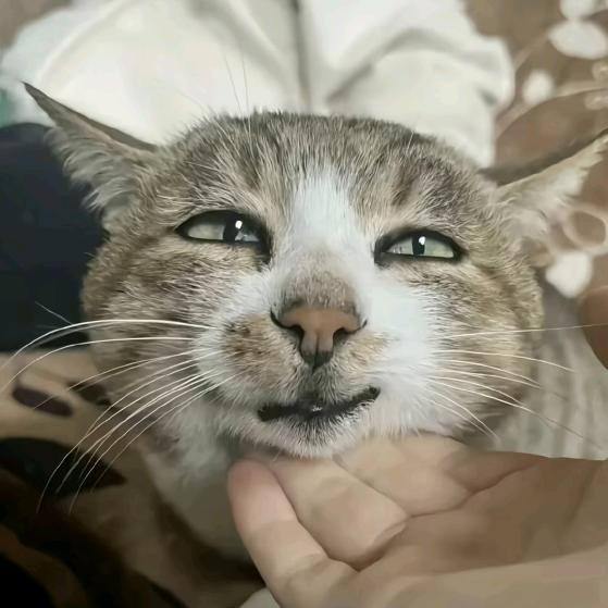 漆玄渊（接道具）