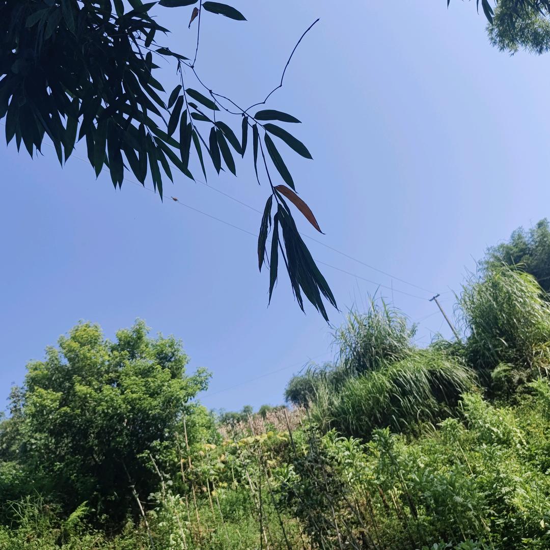 养鸡仔的敏敏