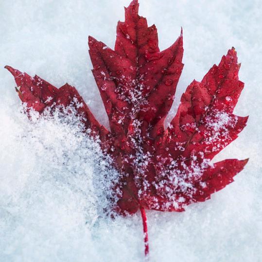 🍁晶儿🍁
