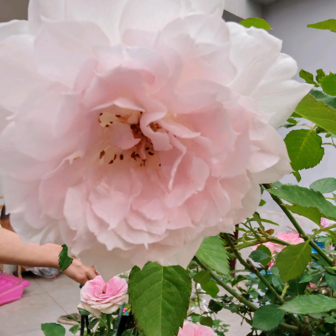 芬芳馥郁