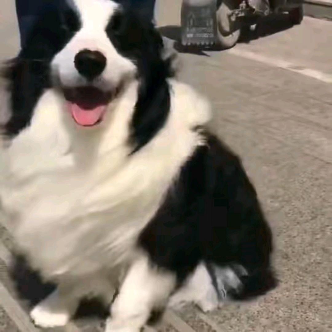 边牧！！金刚宝贝犬舍