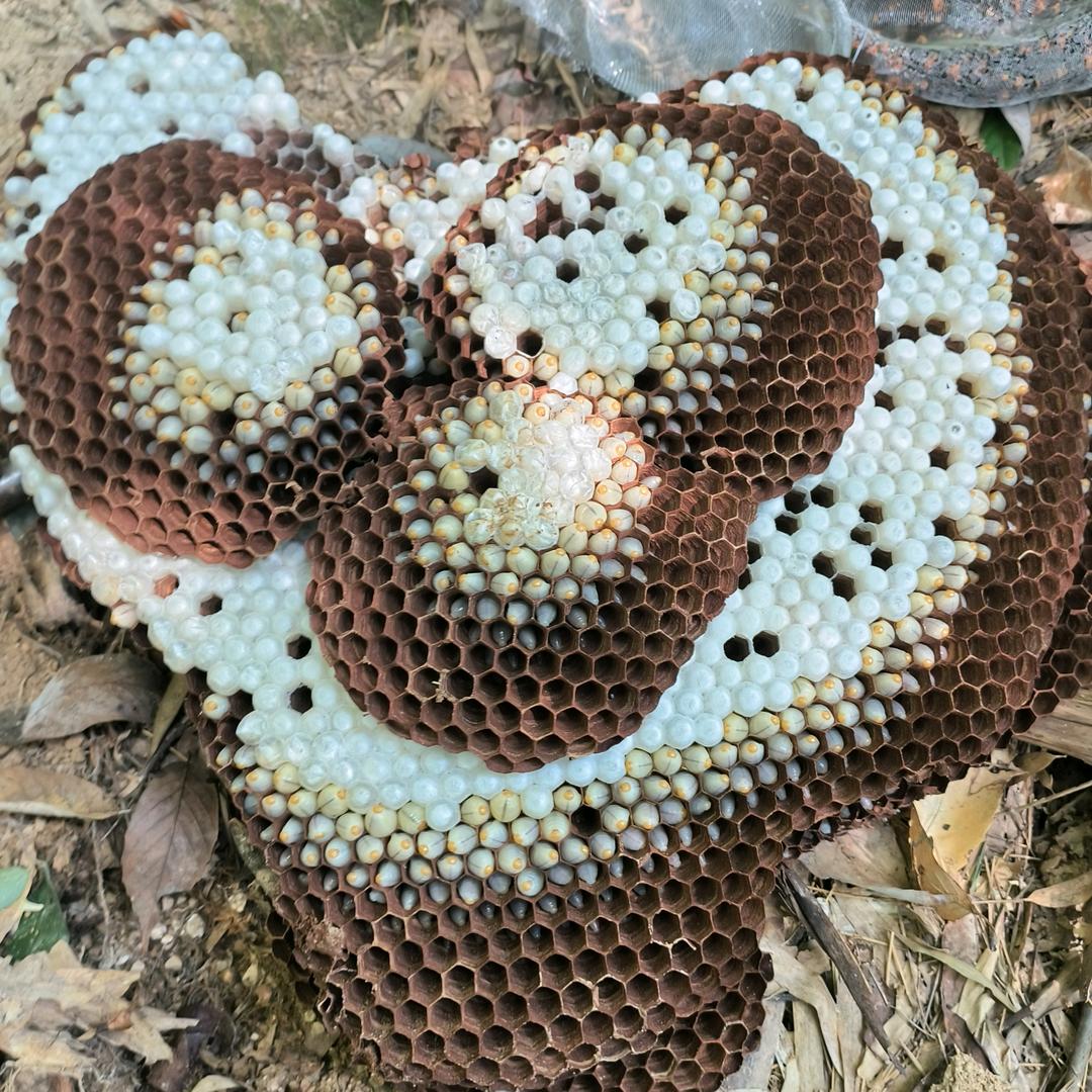 户外找蜂广哥