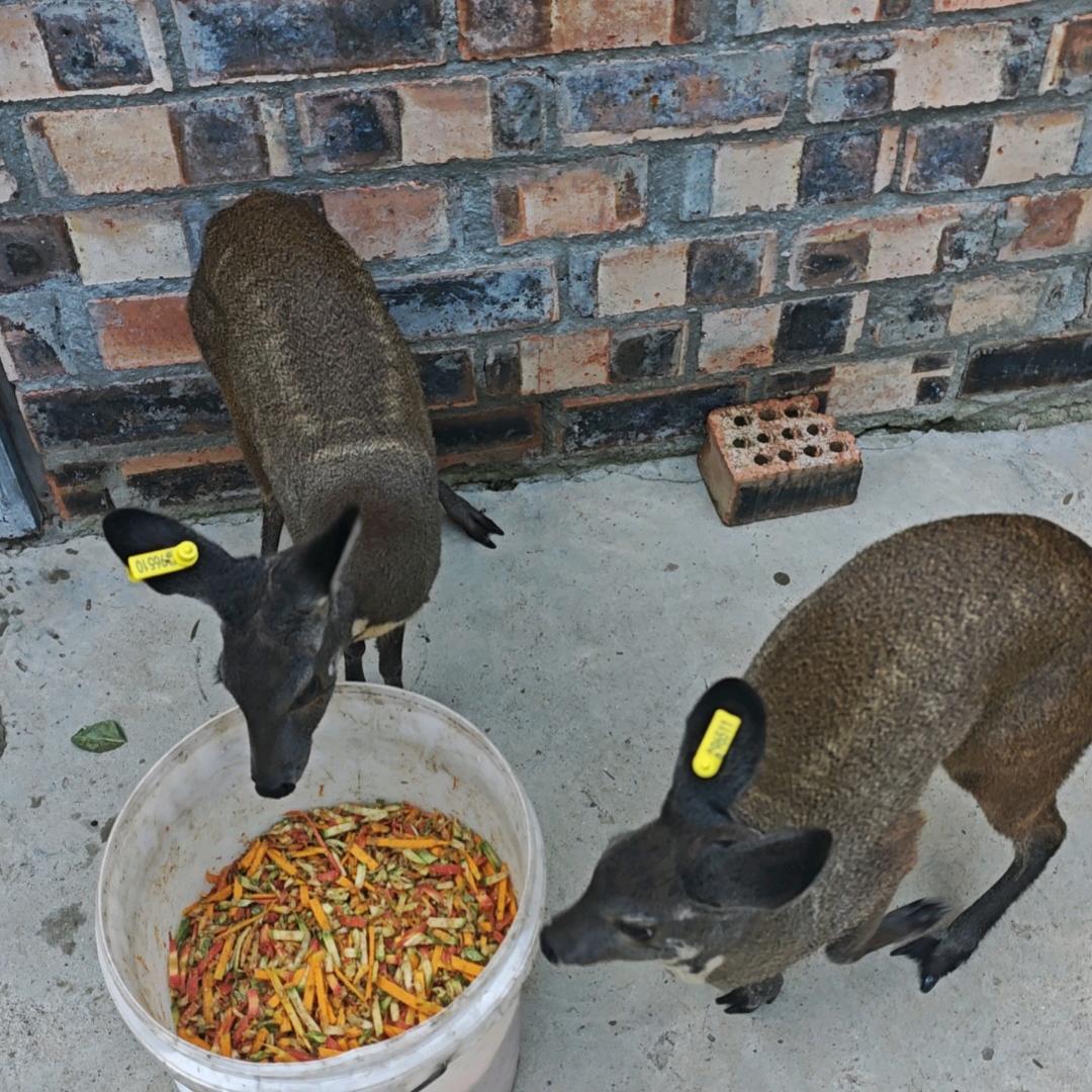 林麝养殖招募合伙人