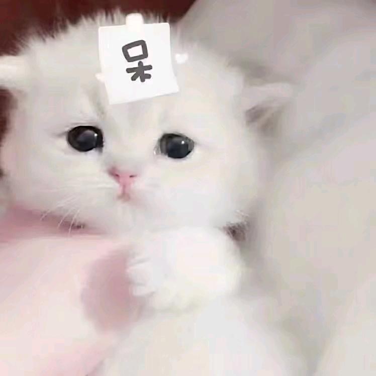 呆呆乐