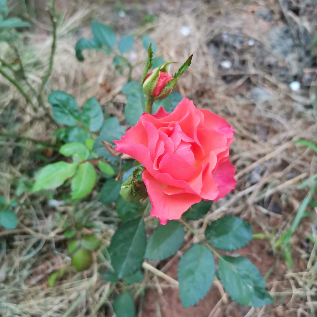 柔情似水
