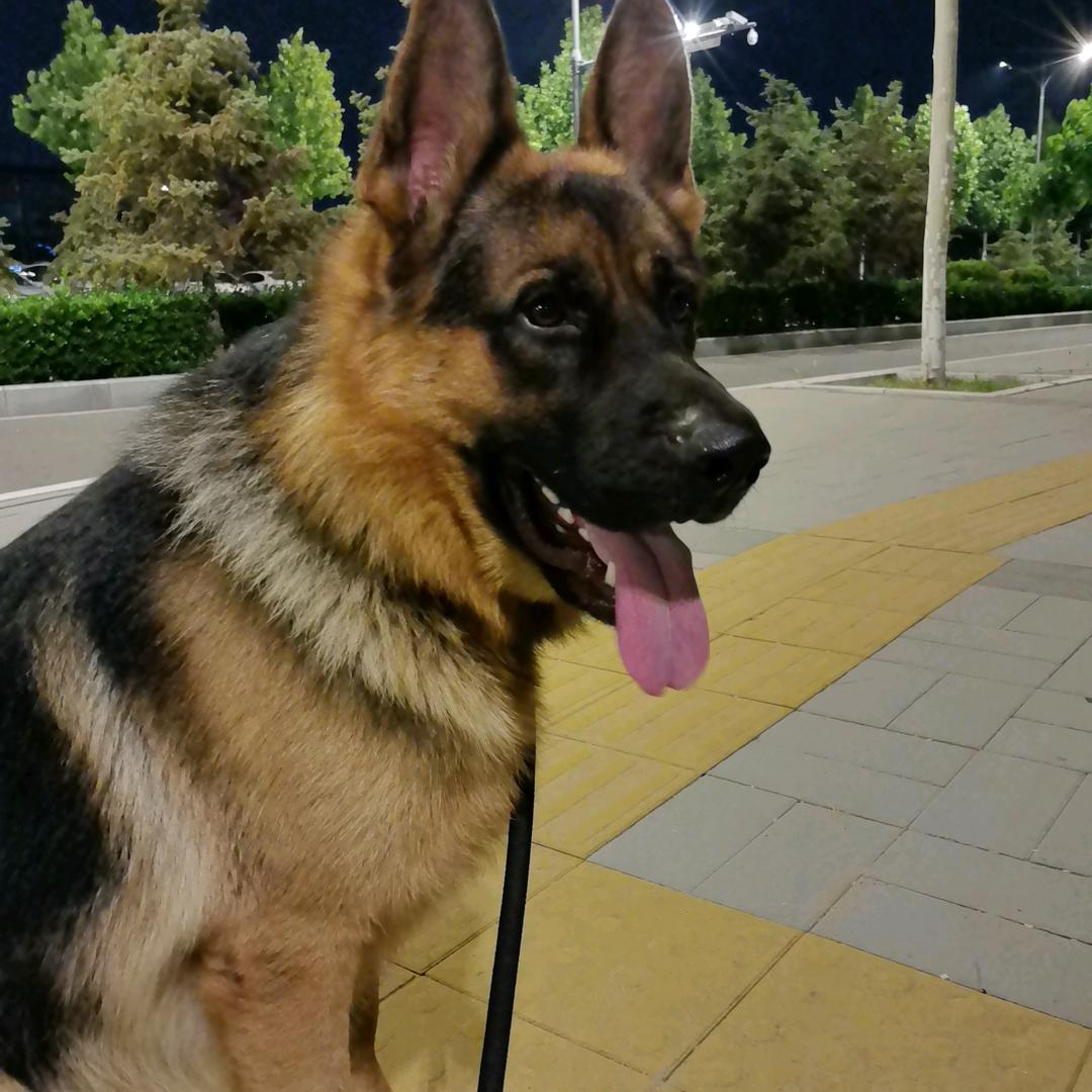 贝贝是一只德牧