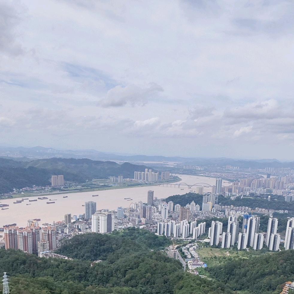 黄金叶