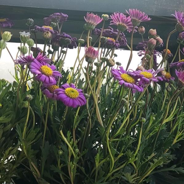 不会养花的小薛