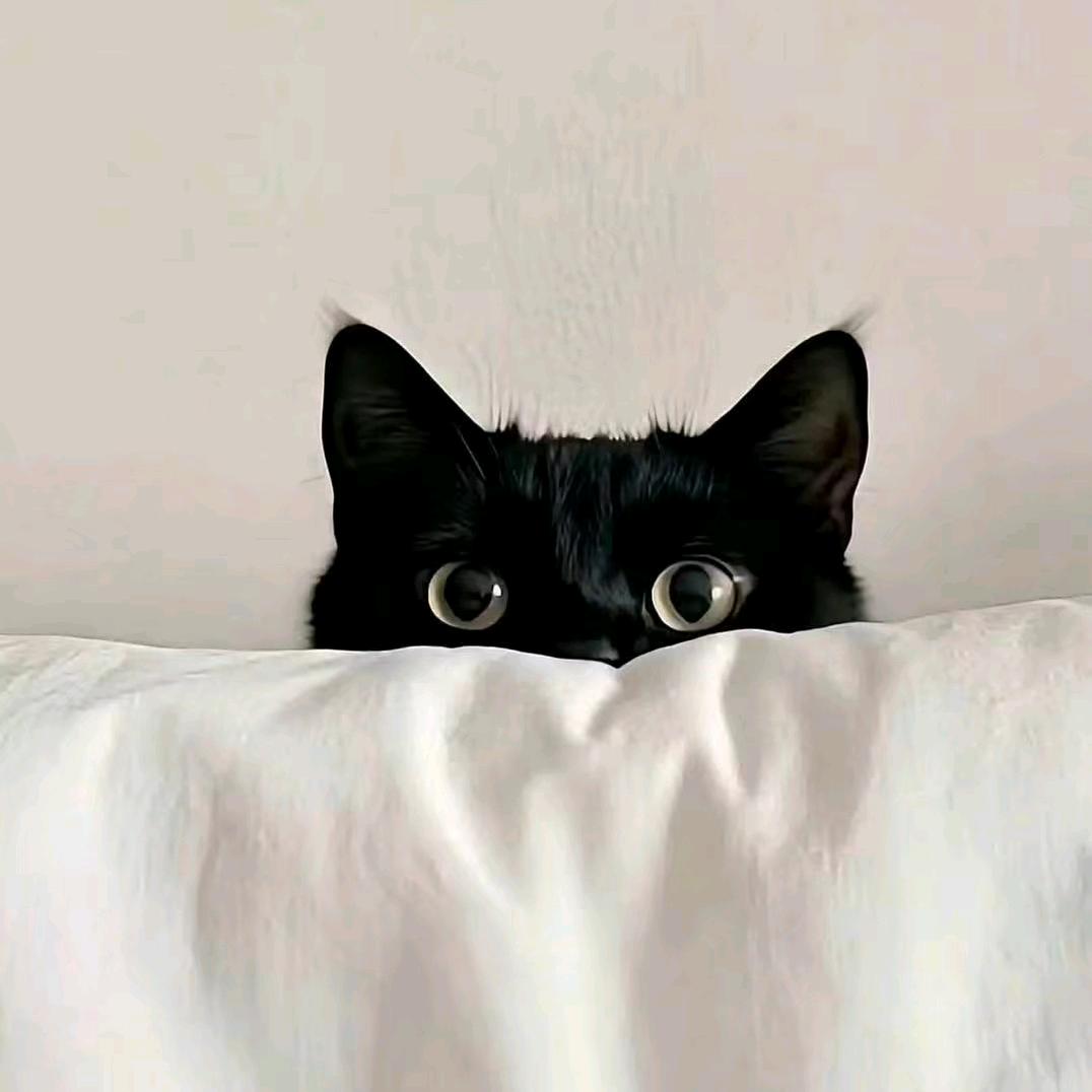 小鹤