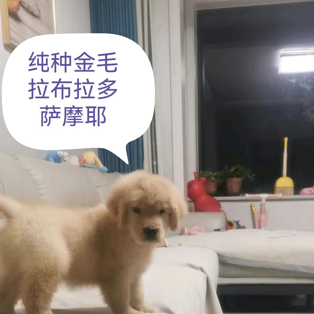 金毛萨摩繁育