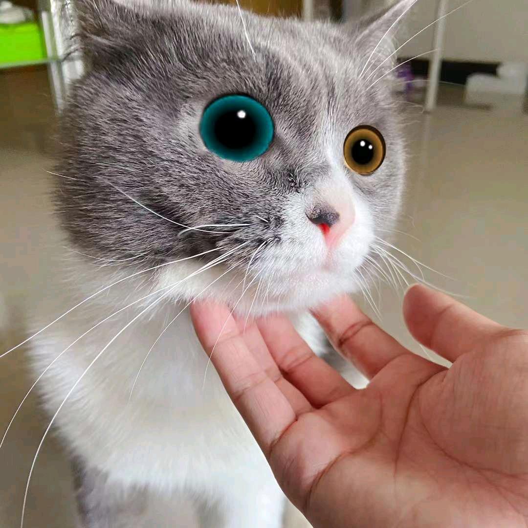 筱木