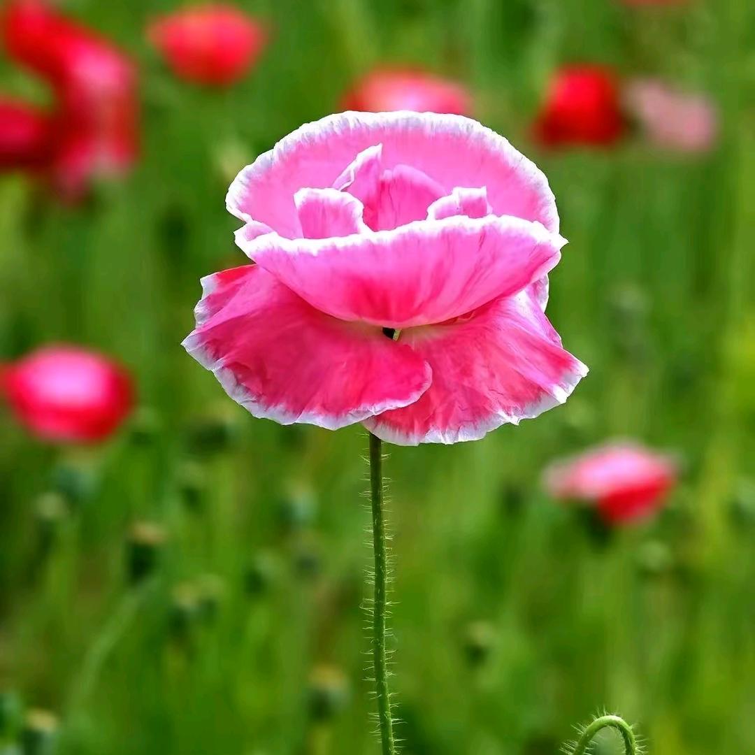 @᭄幸运ꕥ້໌ᮨ相随: ঞᩚ᭄