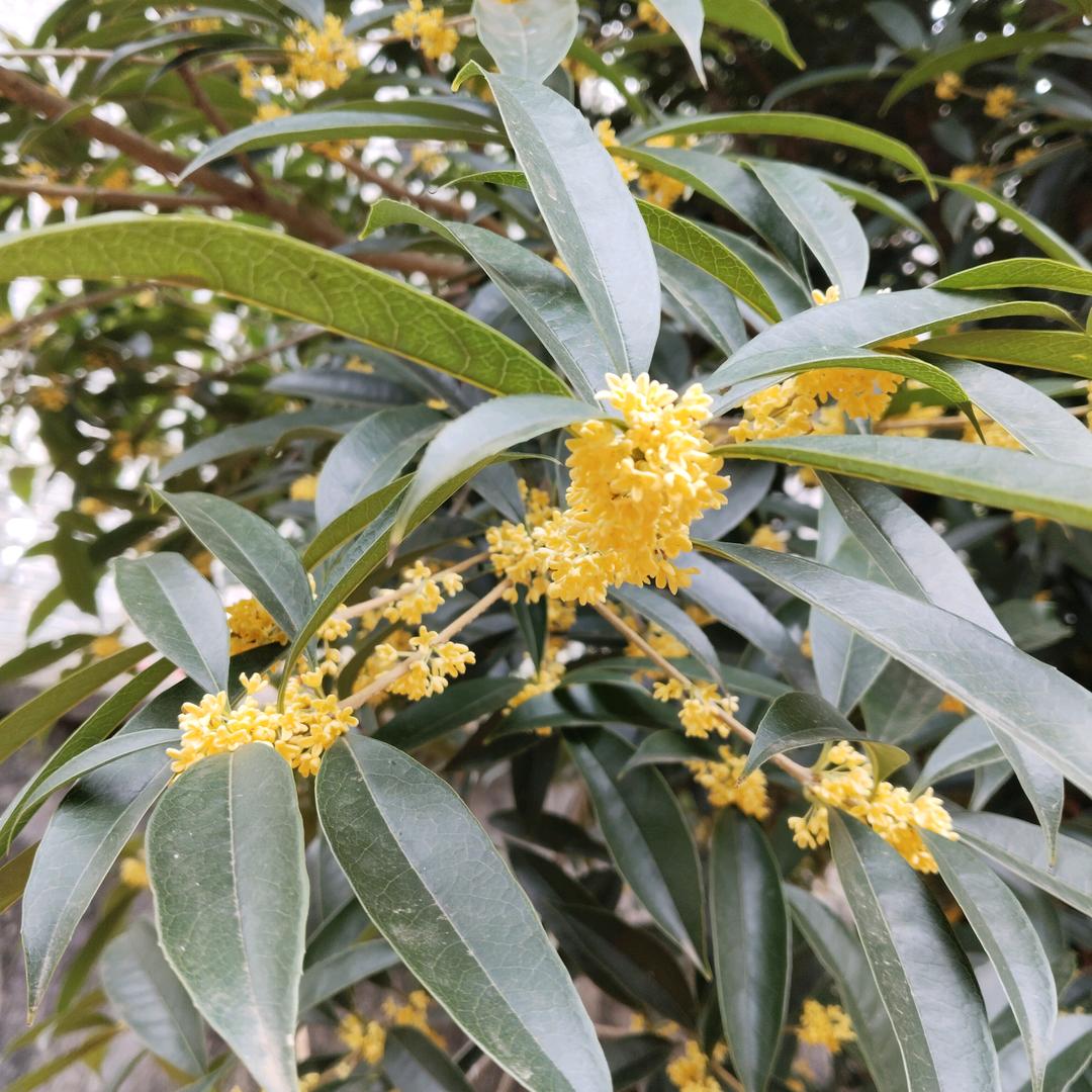 এ᭄浅笑不语꧔ꦿ᭄