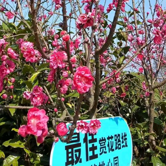 莎阡陌