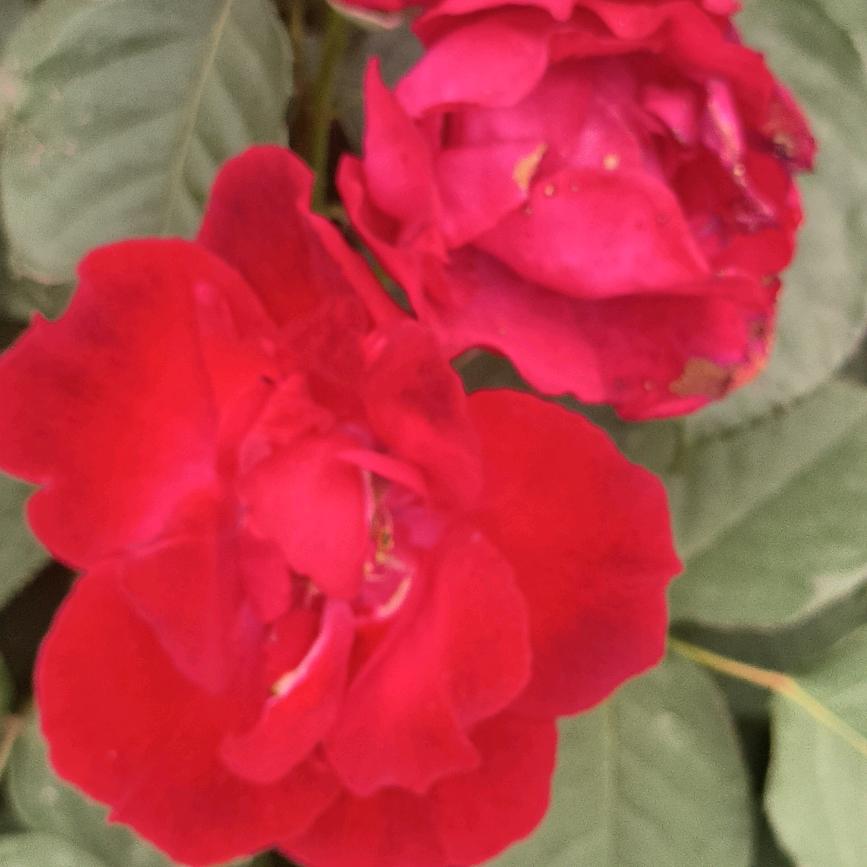 明天会更好，姜