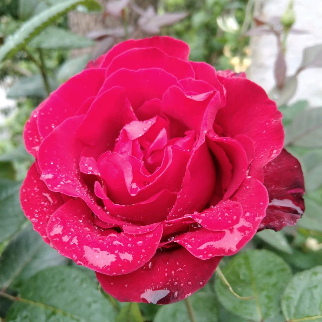 高昌芳