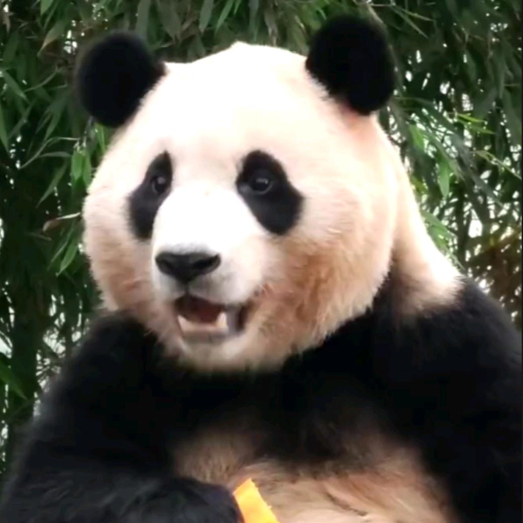 萌乐吧唧
