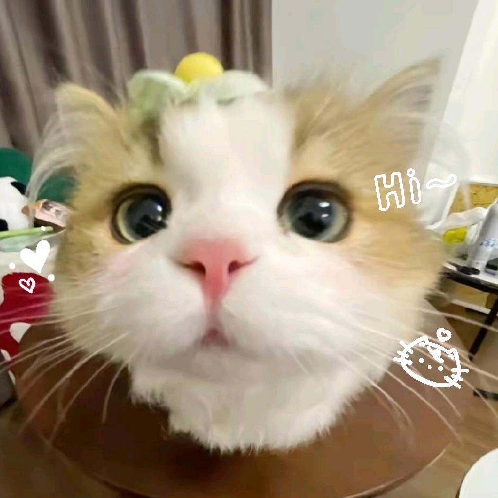 菠萝猫