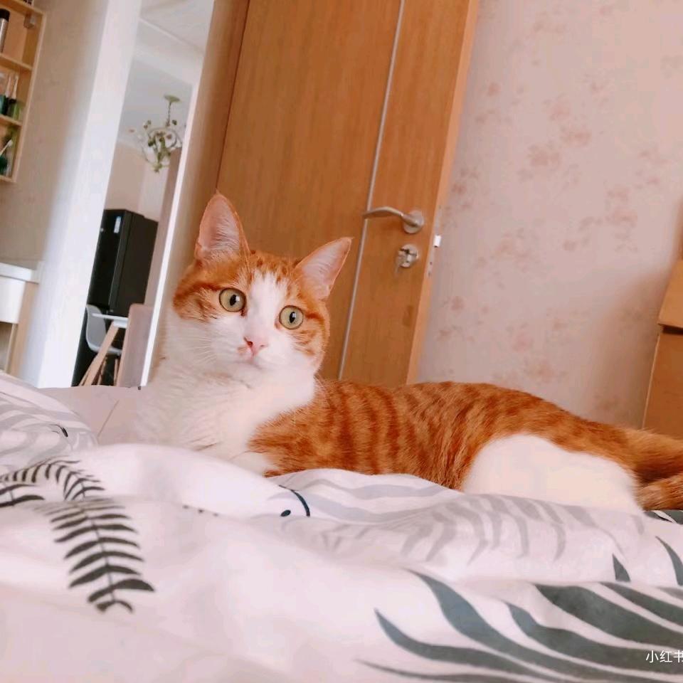 布布爱听歌－求关注