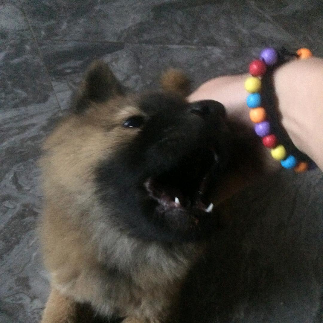 7月7🐶