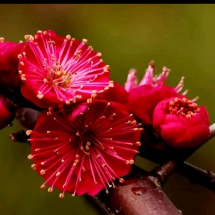 牛牛花卉