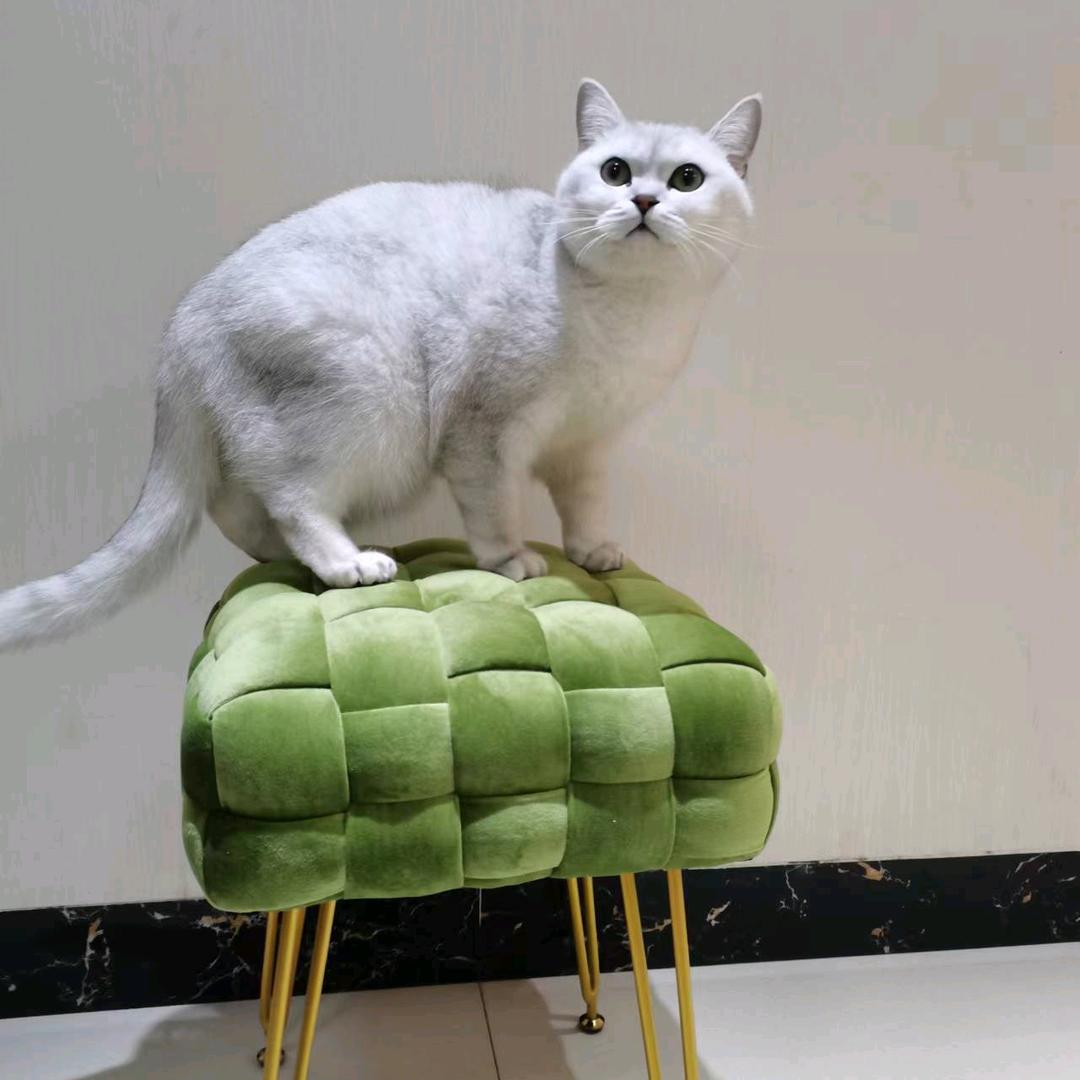 三只耳