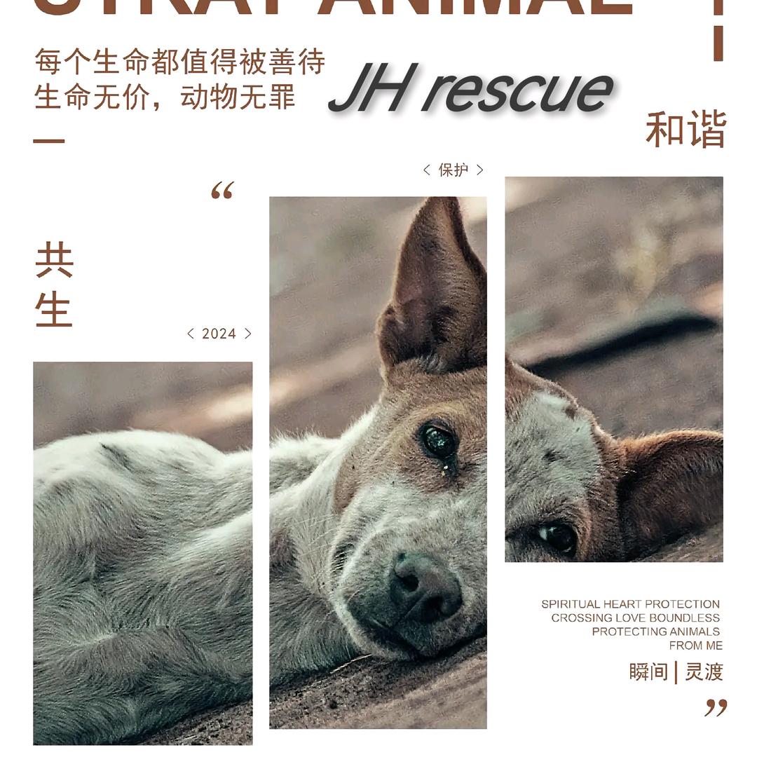 哈基米宠物美容服务馆