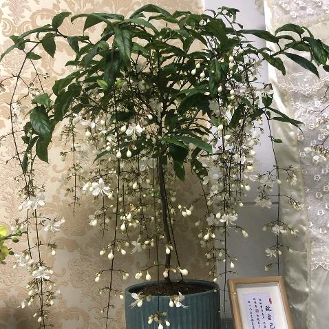 盛相花卉园艺