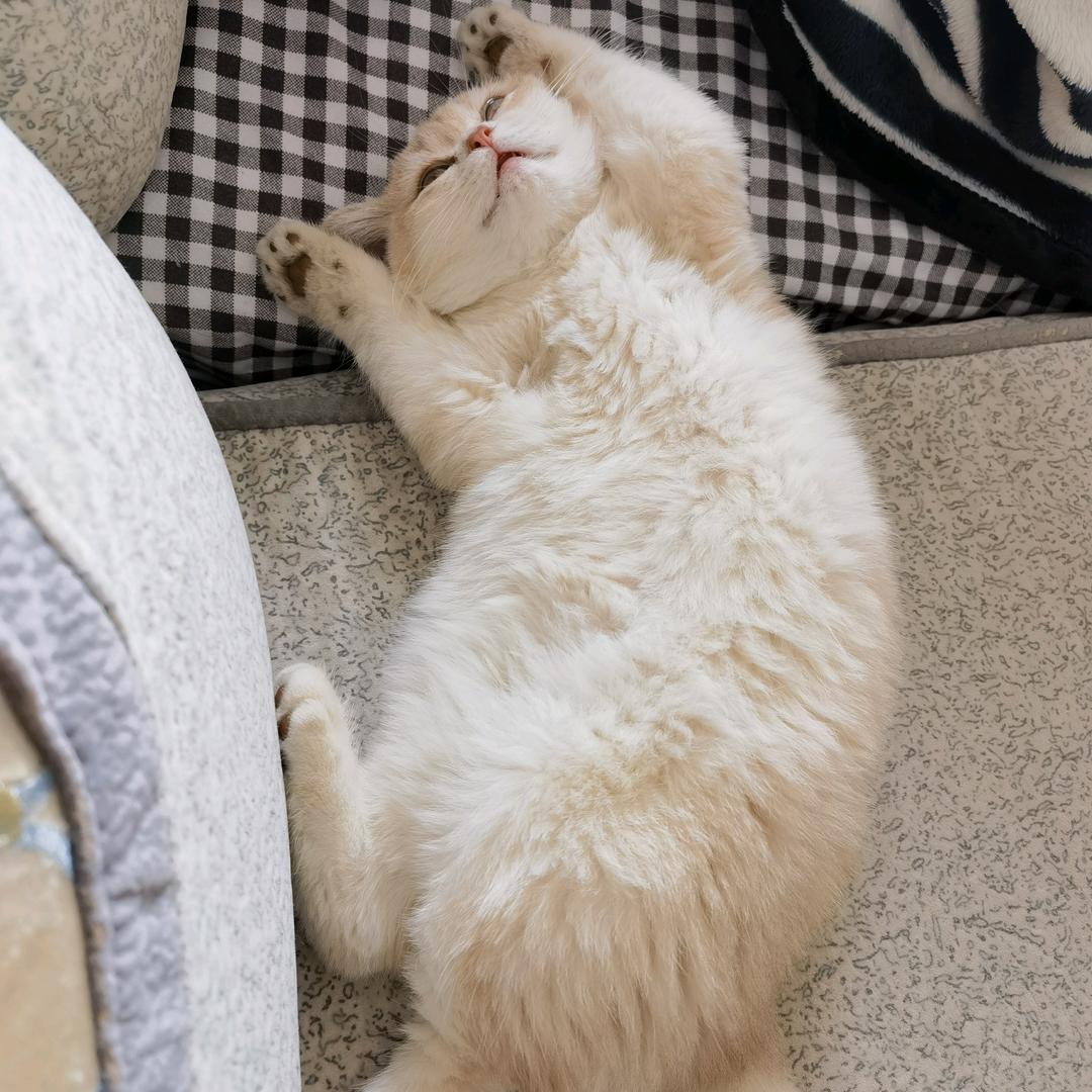 夜七