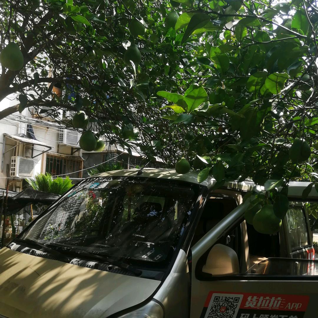 邓志敏（面包车搬家跑腿物流）