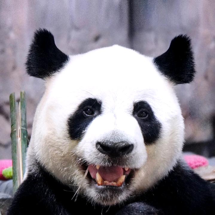 黑白团子