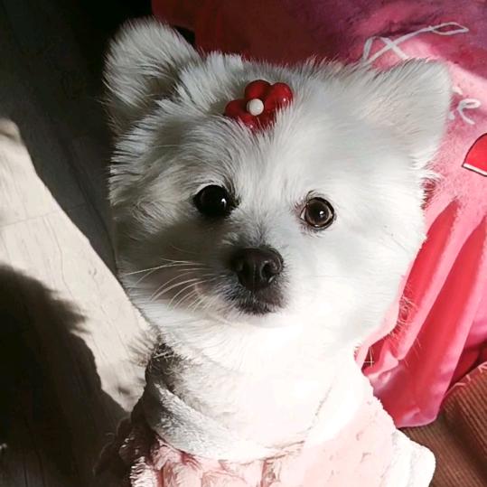 毒蝎子