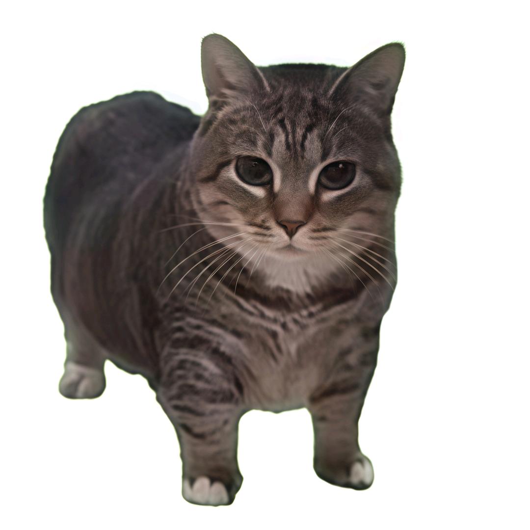 耗子🐀拿刀满街找猫