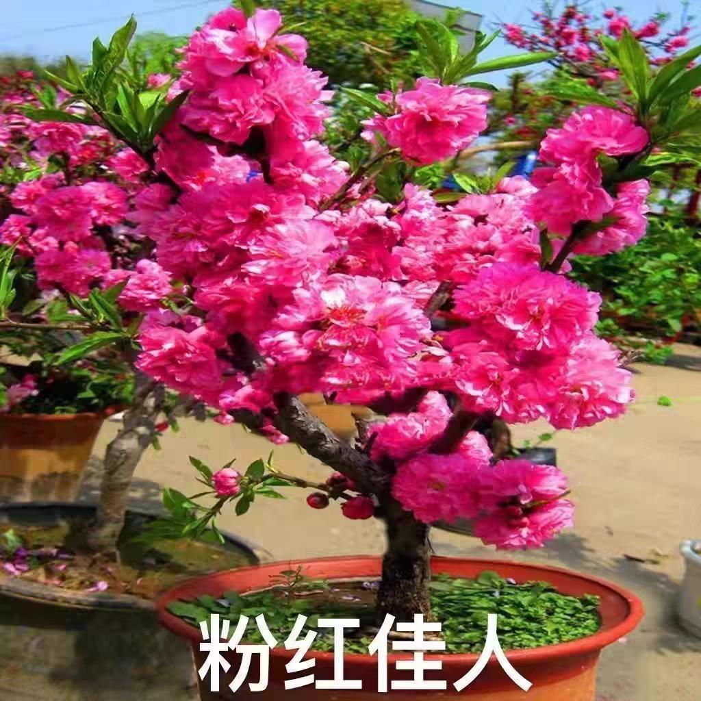 红粉佳人
