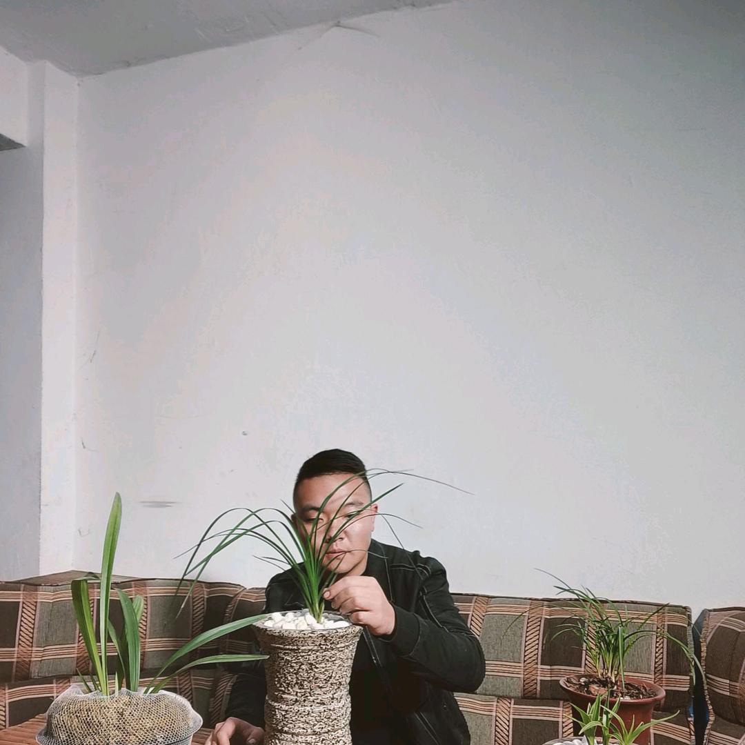 西盛盆景