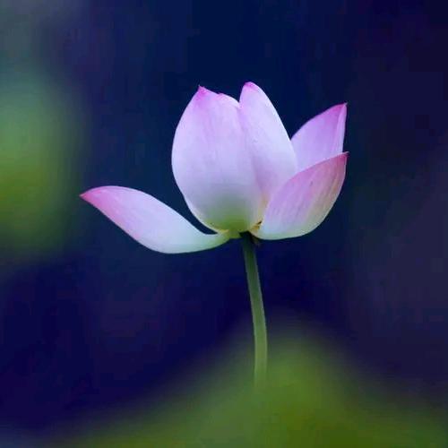 一叶禅心(不要连赞)