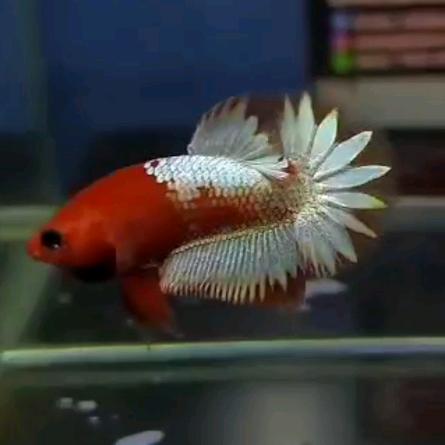 BWD泰斗研究所