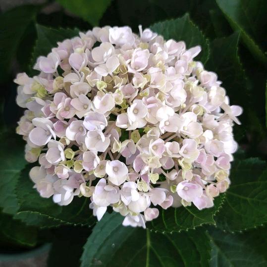 小涛的小花园