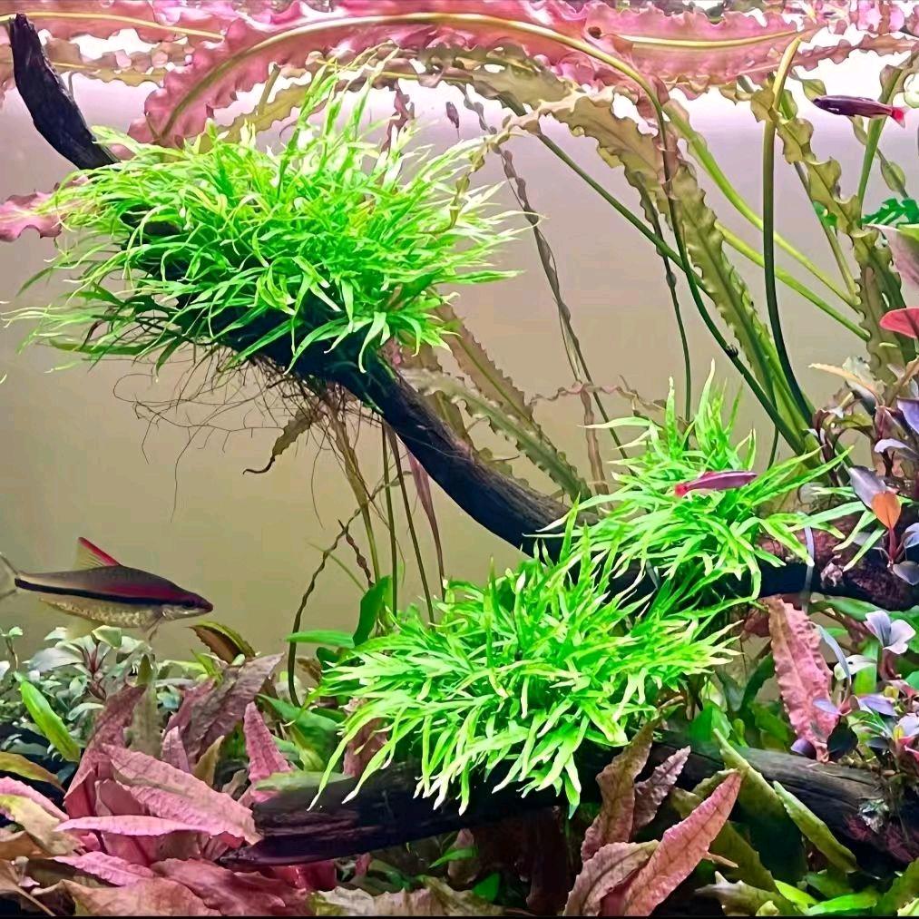 疯狂的水草