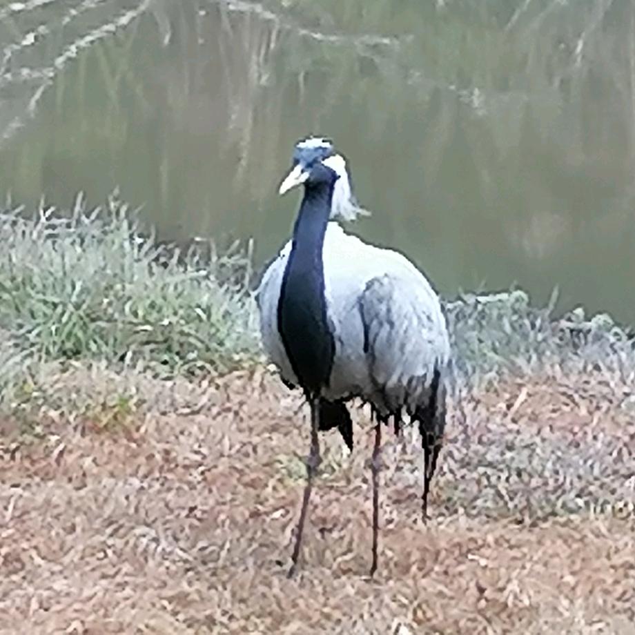 🕊꧔ꦿ᭄拼命💞꧔ꦿ᭄三郎꧔ꦿ᭄💞?